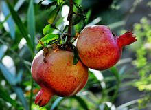 Granatäpfel im Klostergarten