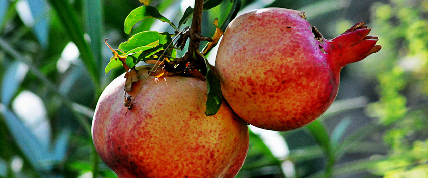 Granatäpfel im Klostergarten