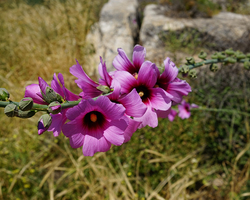 Frühling in Galiläa (© Sebastian Heide).