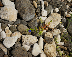 Frühling in Galiläa (© Sebastian Heide).
