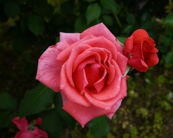 Frühling in Galiläa &#150; Rosen im Garten des Beit Noah (© Sebastian Heide).