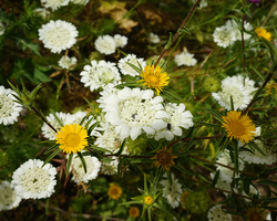 Frühling in Galiläa (© Sebastian Heide).