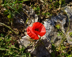 Frühling in Galiläa (© Sebastian Heide).