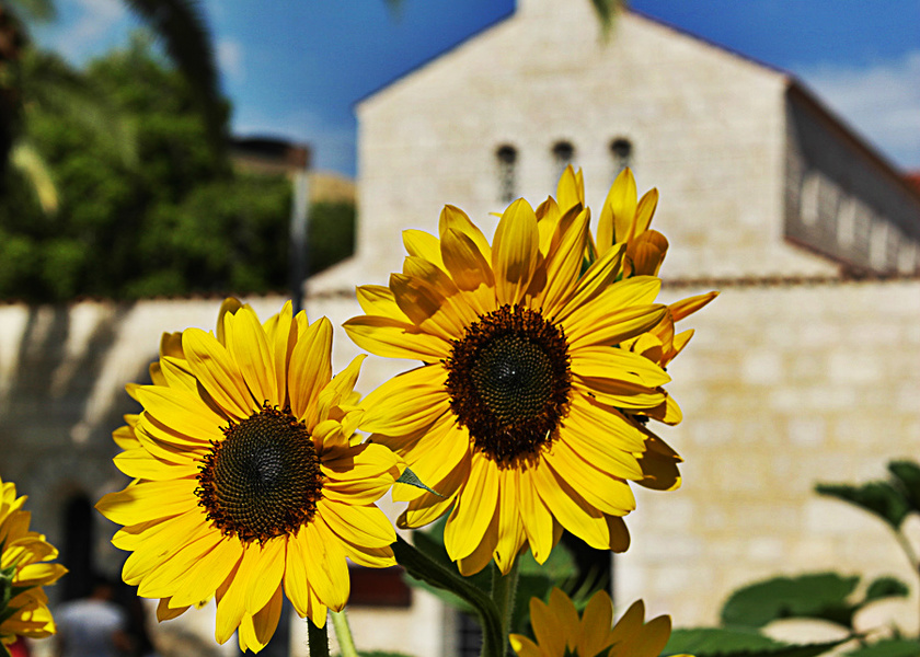 Sonnenblumen vor der Brotvermehrungskirche in Tabgha.