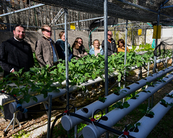 Salatanbau im hauseigenen hydroponischen Garten des Al-Basma Center.