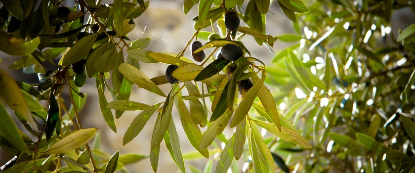 Olivenbaum in der Sonne