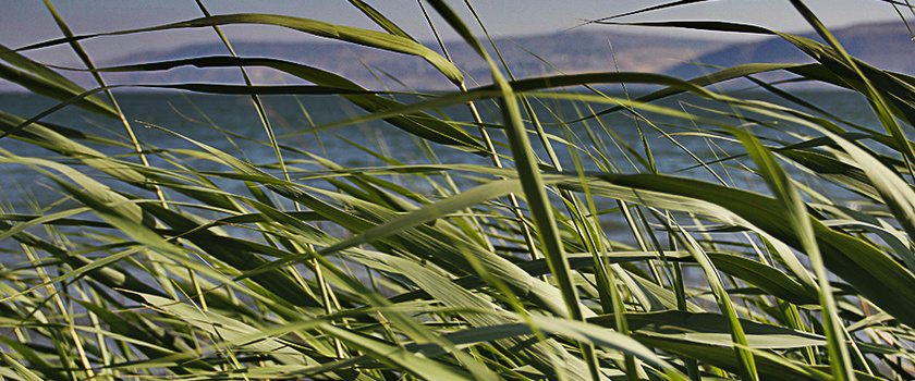 Schilf im Wind am Ufer des Sees Genezaret.