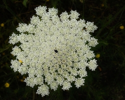 Frühling in Galiläa (© Sebastian Heide).