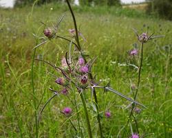 Frühling in Galiläa (© Sebastian Heide).