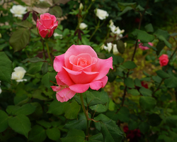 Frühling in Galiläa &#150; Rosen im Garten des Beit Noah (© Sebastian Heide).
