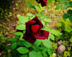 Frühling in Galiläa &#150; Rosen im Garten des Beit Noah (© Sebastian Heide).