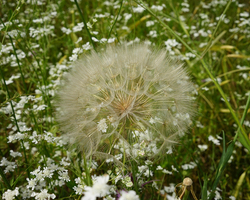 Frühling in Galiläa (© Sebastian Heide).